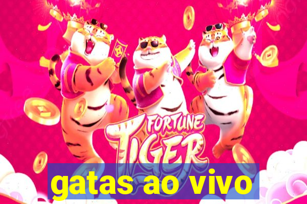 gatas ao vivo